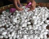 怎么样手工剥蚕茧