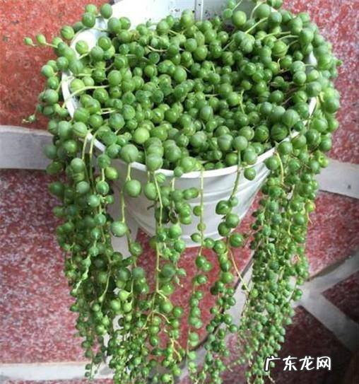 多肉佛珠的养殖方法和注意事项