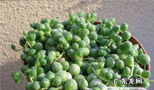 多肉佛珠的养殖方法和注意事项