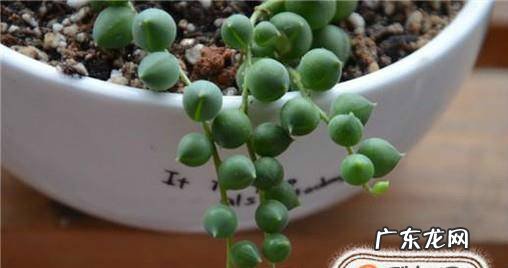 多肉佛珠的养殖方法和注意事项