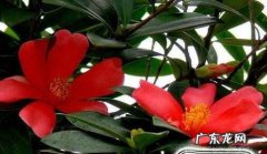 四季茶花的养殖方法