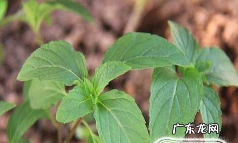 如何养植盆栽薄荷