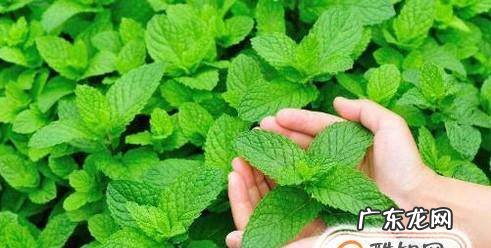 如何养植盆栽薄荷