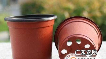 如何养植盆栽薄荷