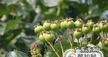 山楂树种植方法