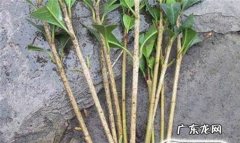 松红梅的养殖方法和注意事项