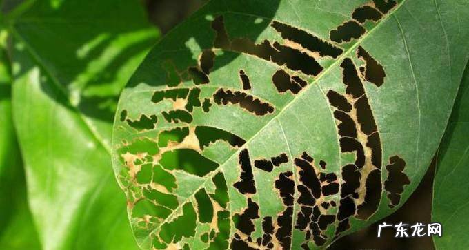 叶子发黄怎么办