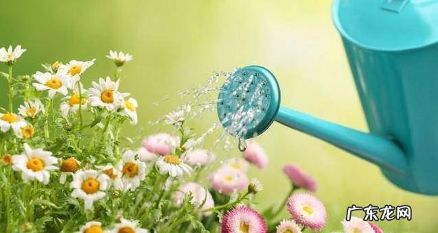 叶子发黄怎么办