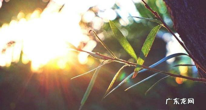 叶子发黄怎么办