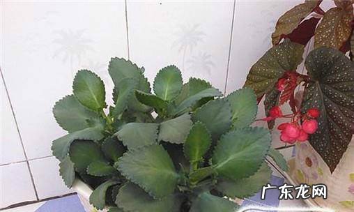 大叶落地生根的养殖方法
