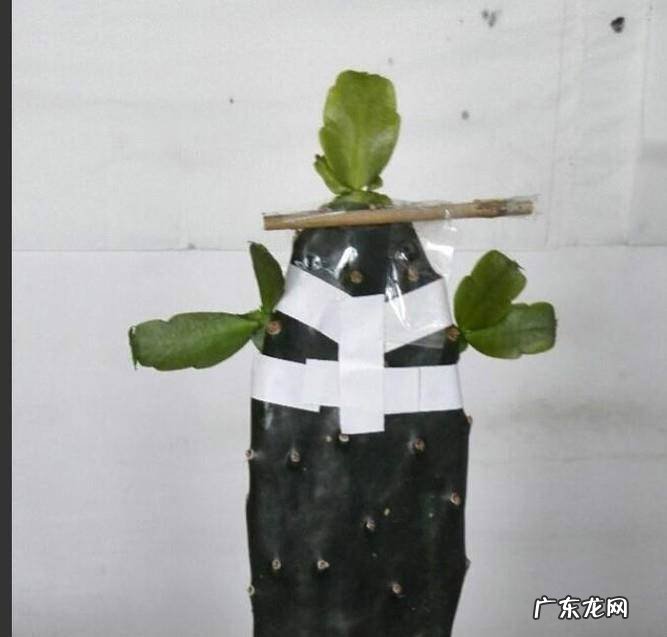 怎样嫁接多层蟹爪兰