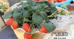 怎么种植盆摘草莓