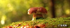 蘑菇发黑能吃吗,蘑菇里面发黑能吃吗
