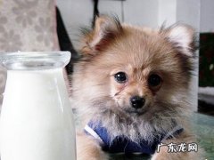 刚出生的小狗能喝纯牛奶吗 小狗能喝纯牛奶吗