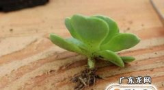 多肉植物根烂了也可以养过来