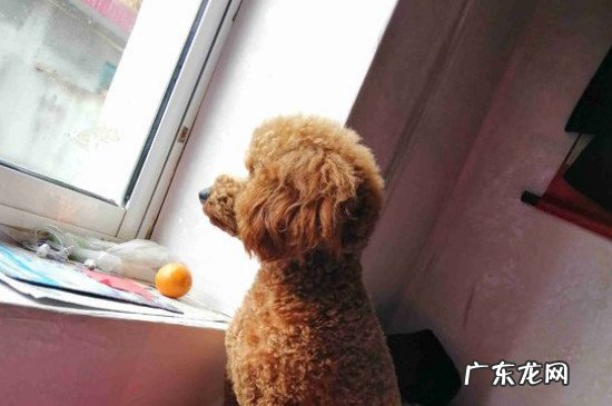 换了主人的泰迪狗心理 泰迪狗换主人后的表现