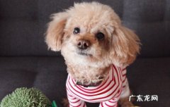 狗狗能吃猕猴桃不 小狗能吃猕猴桃吗
