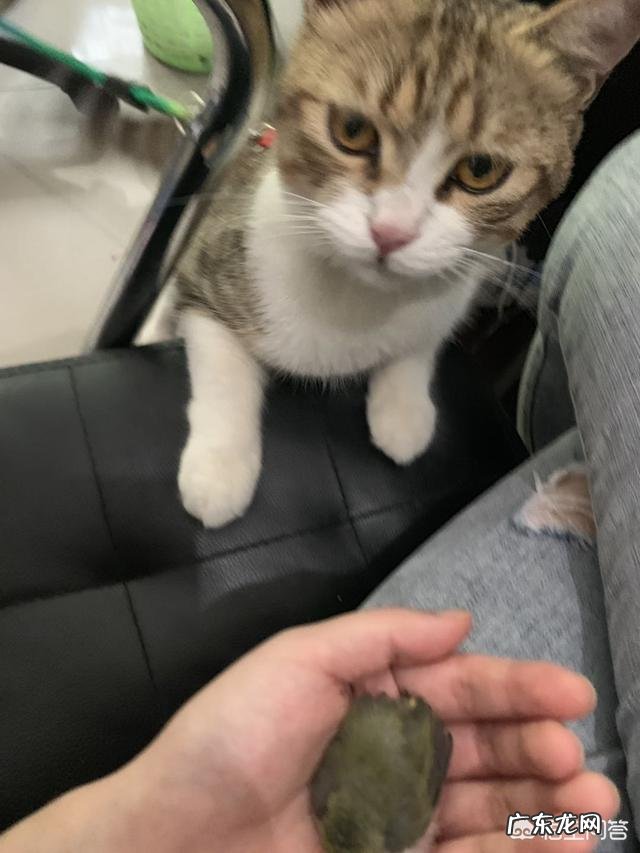 你养的小猫都给你带过什么样的“礼物”