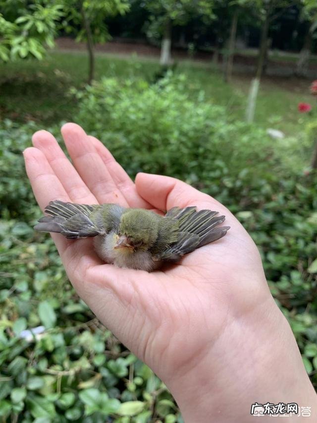 你养的小猫都给你带过什么样的“礼物”