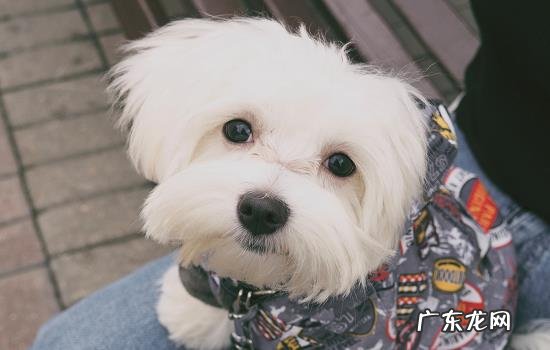 踩了狗狗的脚怎么办 狗狗脚踩了洋辣子怎么办