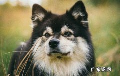 幼犬长不大怎么回事 幼犬一直不长身体怎么办