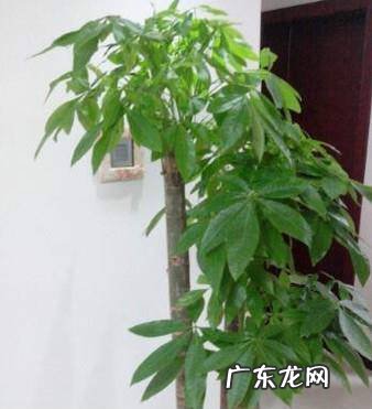 室内如何养好发财树