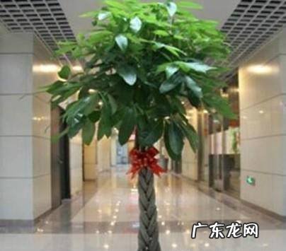 室内如何养好发财树