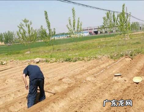 火龙果的种植方法