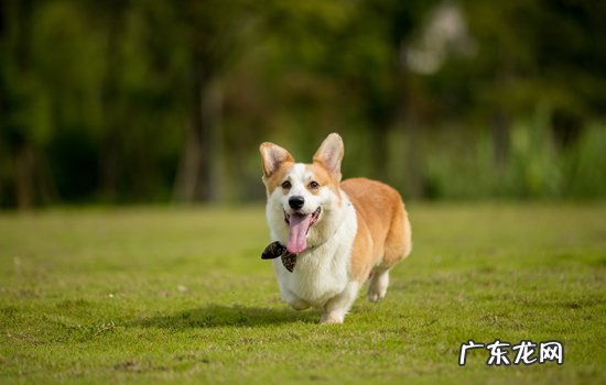 柯基犬月经几个月才来一次 柯基犬第一次例假量大吗
