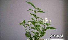 茉莉花怎么养怎么养好茉莉花