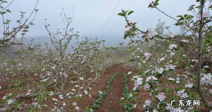 苹果花期怎样管理