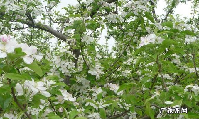 苹果花期怎样管理
