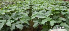 怎样种植黄秋葵
