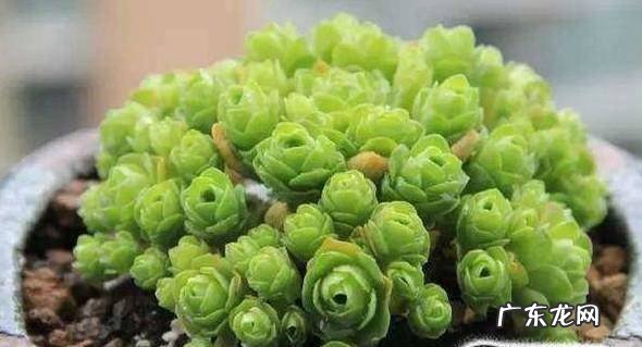 肉肉怎么浇水多肉植物浇水方法