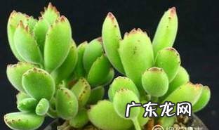 如何将熊童子养成熊树林