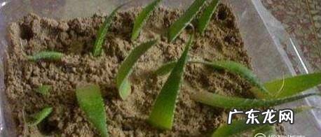 如何用芦荟插叶种植芦荟