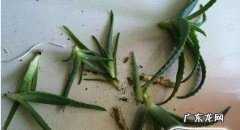 如何用芦荟插叶种植芦荟