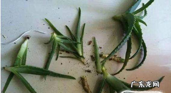 如何用芦荟插叶种植芦荟