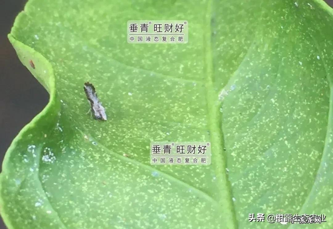 去木虱最简单的方法图片