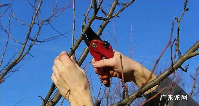 盆栽柠檬如何种植