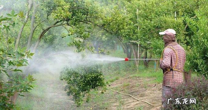 盆栽柠檬如何种植