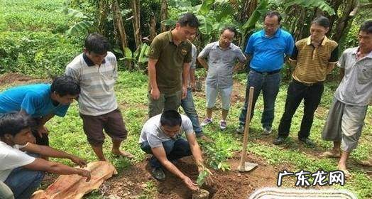 盆栽柠檬如何种植