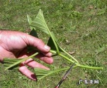 怎样给绣球花做扦插最好需要注意什么