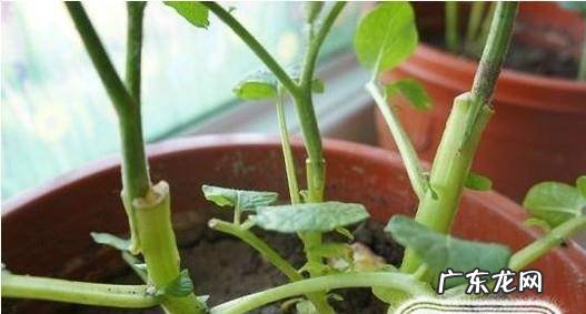 植物嫁接方法一劈接