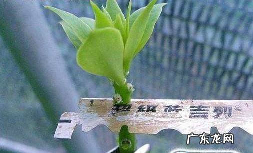 植物嫁接方法一劈接