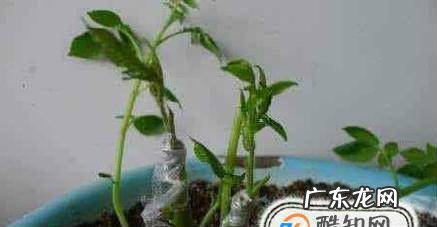 植物嫁接方法一劈接