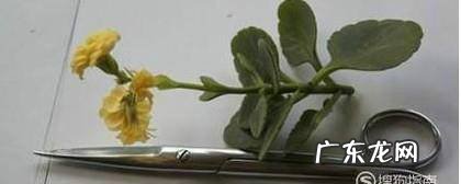 植物嫁接方法一劈接