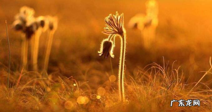 飘香藤如何栽培