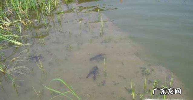 龙虾的养殖技术