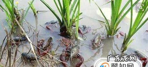 龙虾的养殖技术